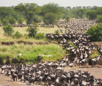 Великая миграция в Кении