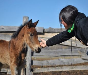 В гости к жеребятам