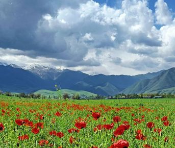 Цвет  настроения красный : Маковые поля Кыргызстана