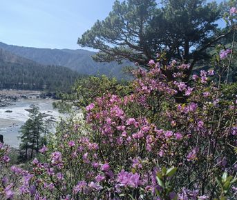 Однодневный фототур. Цветение маральника: Алтай в розовом цвету