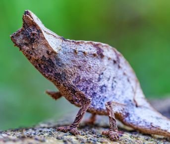 Мадагаскар: киты, пираты, лемуры, мертвецы и каменный лес