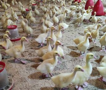 Кострома - Кологрив (Гуси и Мир Ефима Честнякова)