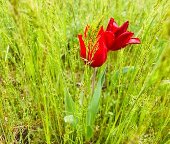 Калмыкия, степные тюльпаны и Золотая Элиста. Этнографическая экспедиция (4 дн/4 ночи)