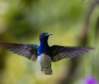 Full Day Experience in Mindo