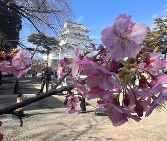 Под сенью цветущей сакуры. Нестандартный тур в Японию