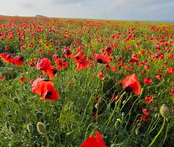 4 дня : Весеннее пламя Дагестана