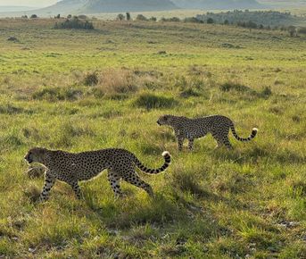 Maasai Mara Flying short and sweet safari