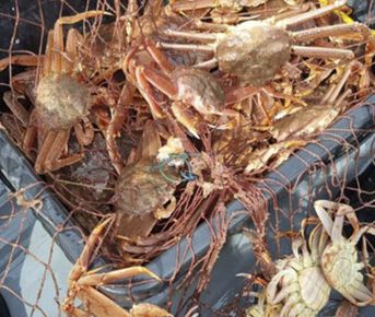 Камчатка по-максимуму! Все включено!