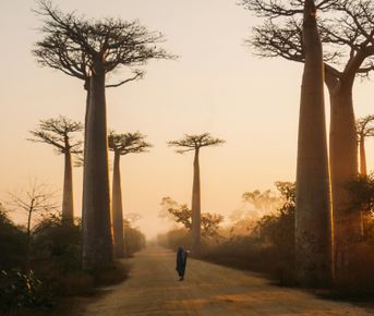 Мадагаскар. Маврикий Затерянный мир и тропическая сказка