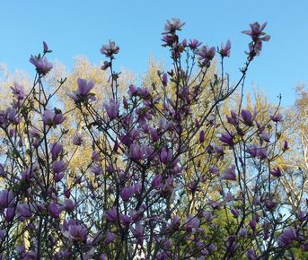 Три жемчужины Востока - Самарканд, Бухара и Хива!