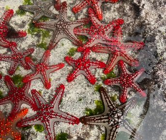 Занзибар : катамаран, океан, открытия без границ!