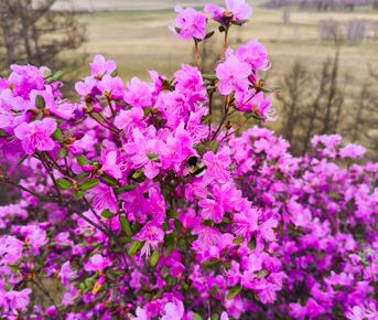 Майские фиолетовые