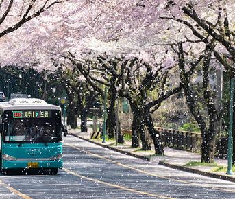 Сакура на острове Чеджу - Авторский тур, формат All Inclusive