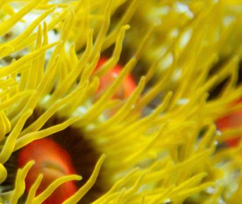 Мальдивы: дайвинг-сафари по центральным атоллам на мегаяхте White Pearl