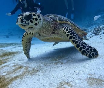 Тропические приключения на Мальдивах
