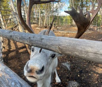 По волнам Арктики: Териберка с морской прогулкой
