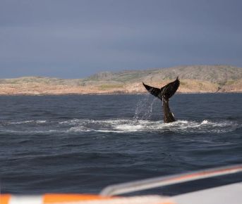 В Мурманске весна: Териберка c морской прогулкой