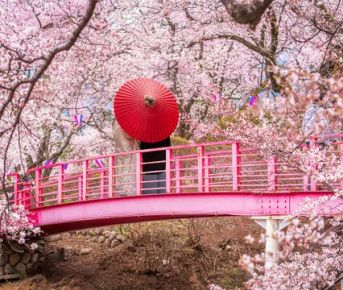 Япония в объятиях сакуры.Premium тур.