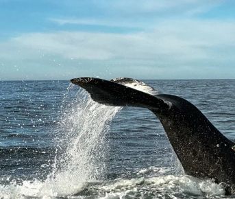 Бриз Баренцева моря: Териберка - морская прогулка