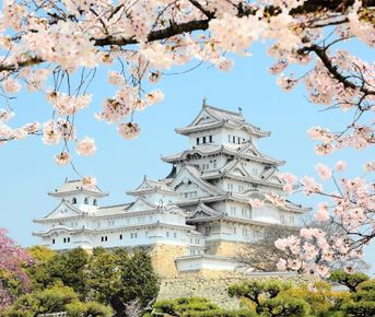 Япония : цветение сакуры и гора Фудзи