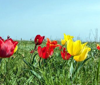 Калмыкия. Тюльпаны степи и буддийская тишина