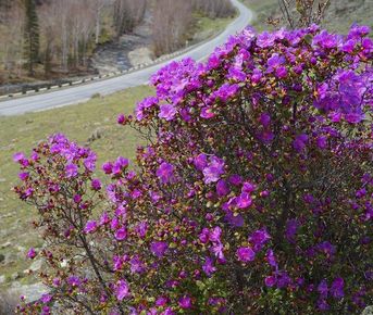 Весенний Алтай. Цветущие горы.
