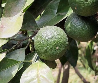 Юг Азербайджана за один день:от пещер Гобустана до субтропиков Ленькорани