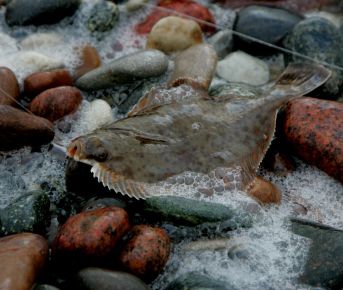 Морская рыбалка во Владивостоке