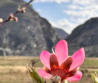 Вальс Цветов.  5 дней весны