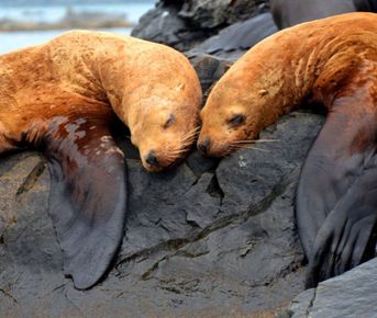 Остров Путятина — бухты, кекуры, морские котики и бескрайнее море