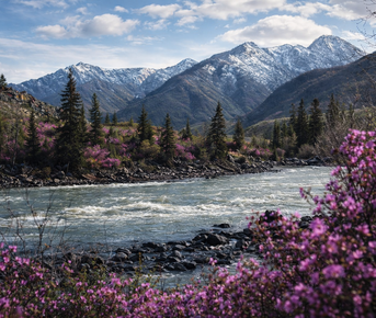 Цветение маральника