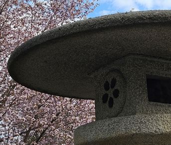 Японская весна в Петербурге