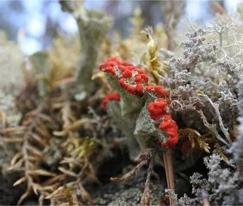 Приморск - Ермиловская бухта - Флотский мыс. Море, которое рядом