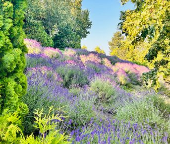 Гастрономический тур Вино&Море: Лавандовый бриз