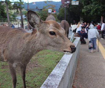 Тур в Японию:  Волшебство Востока!