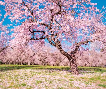 Самый большой в мире сад сакуры и горы Аватар!