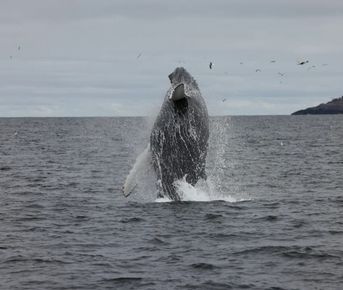 Териберка с морской прогулкой