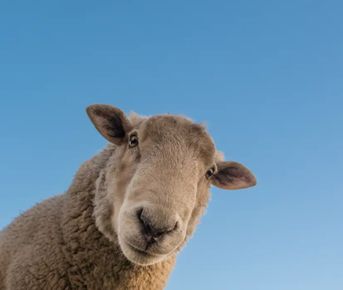 Сердце Дагестан с комфортом. Все включено на 5 дней!