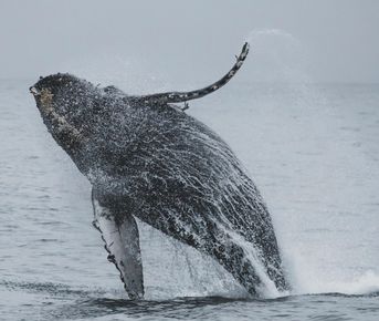 Комфорт-тур за китами: два выхода в море и максимум шансов на встречу