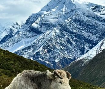 Кольцо Аннапурны и озеро Тиличо один трек, все миры.