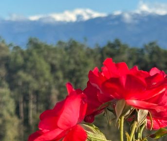 8 марта в Грузии