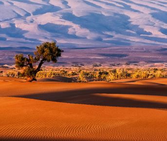 Тур в Намибию с сафари на 10 дней