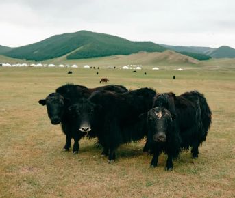 Силой Вечного Неба