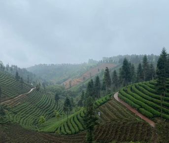 Чайная экскурсия в (Dadi Zhiwen Tea Garden) — Отпечатки пальцев Земли
