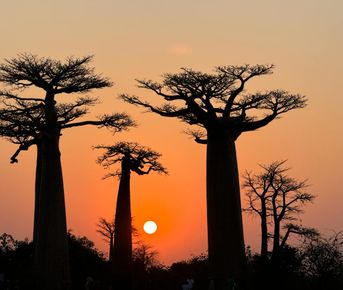 4 Дня Мадагаскар на частном самолёте. Баобабы и лемуры с воздуха и с земли