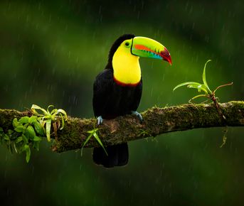 Коста-Рика с известным фотографом-анималистом