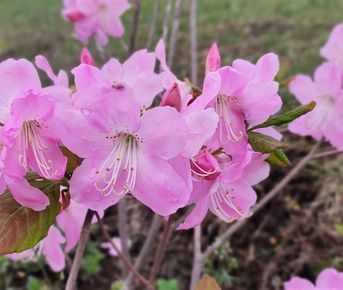 Тур Путешествие на Восток Находка, море и цветы