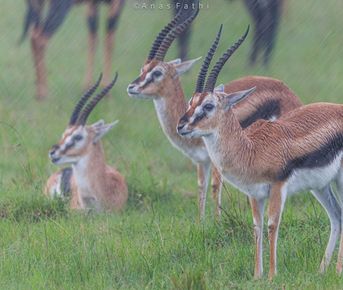 Летающий медовый месяц или юбилей заповедника Лева