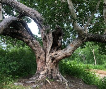 Джип-тур: На поиски медведя(Тур для компании 1-5 чел. одна цена)