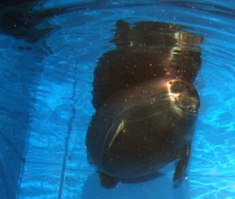 Вся Листвянка за один день. Экспресс-поездка на озеро Байкал.